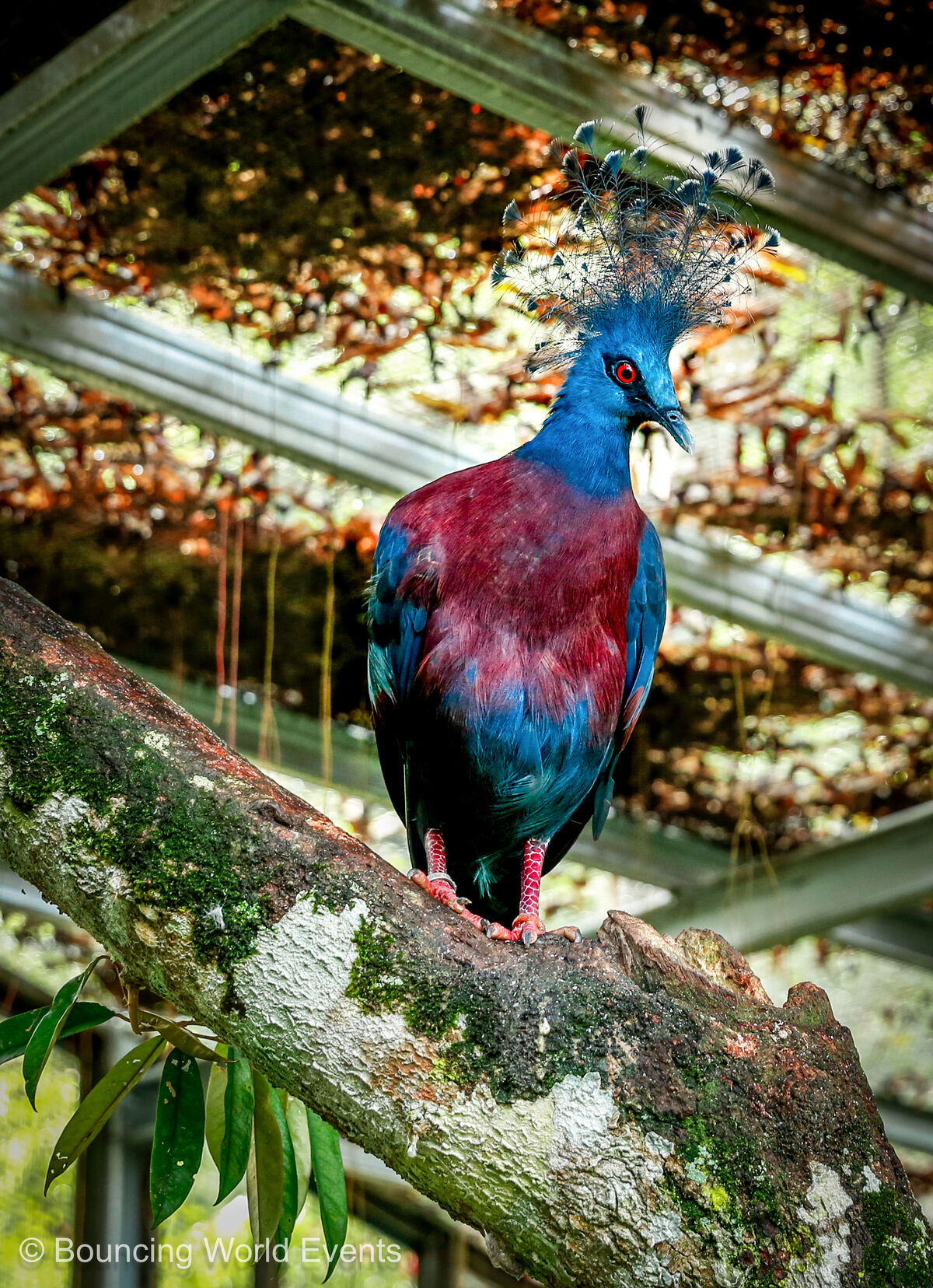 Victoria Crowned Pigeon at Mantin Forest Art Farmstay