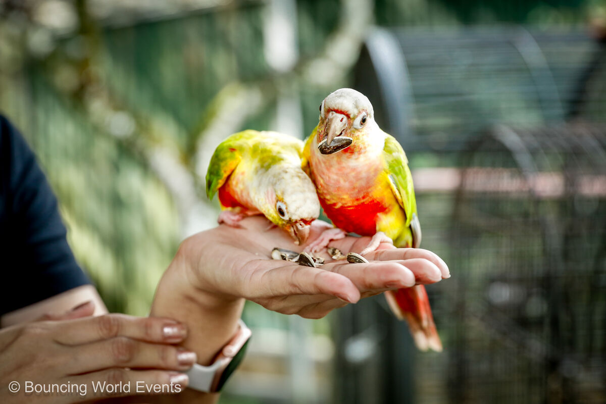 Morning animal tour: hand-feeding the parrots