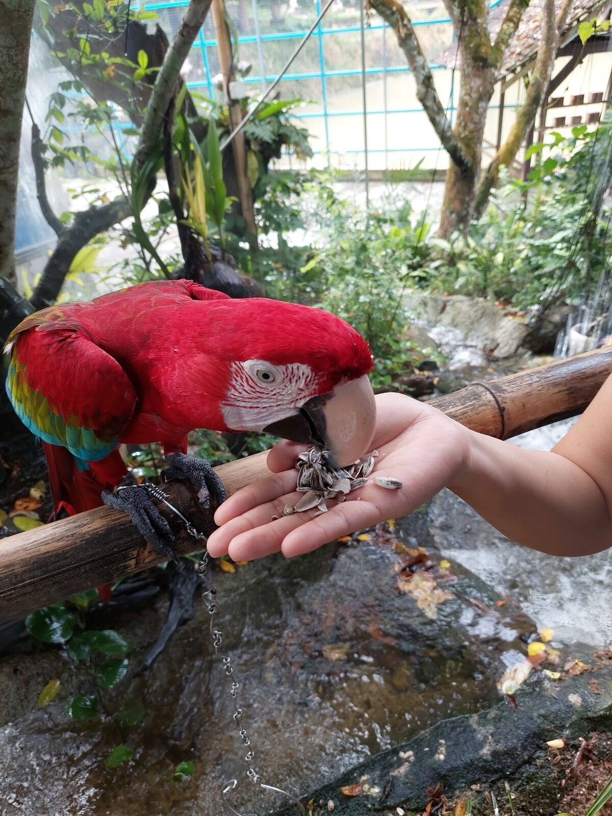 Scarlet Macaw at Mantin Forest Art Farmstay