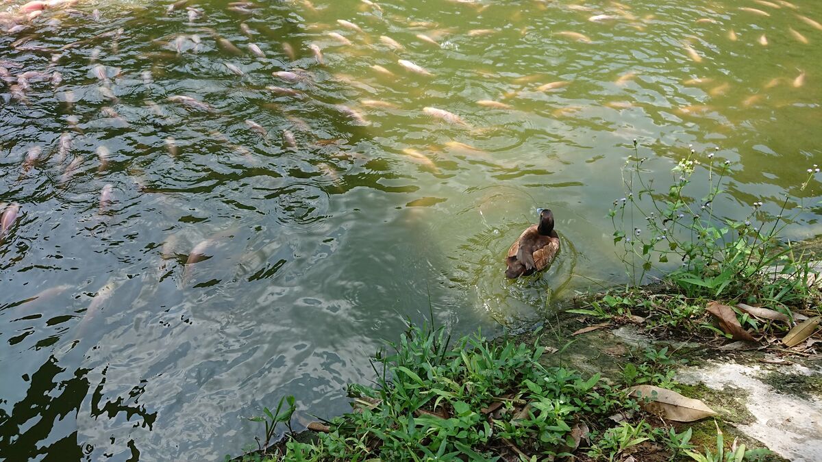 Fish Feeding