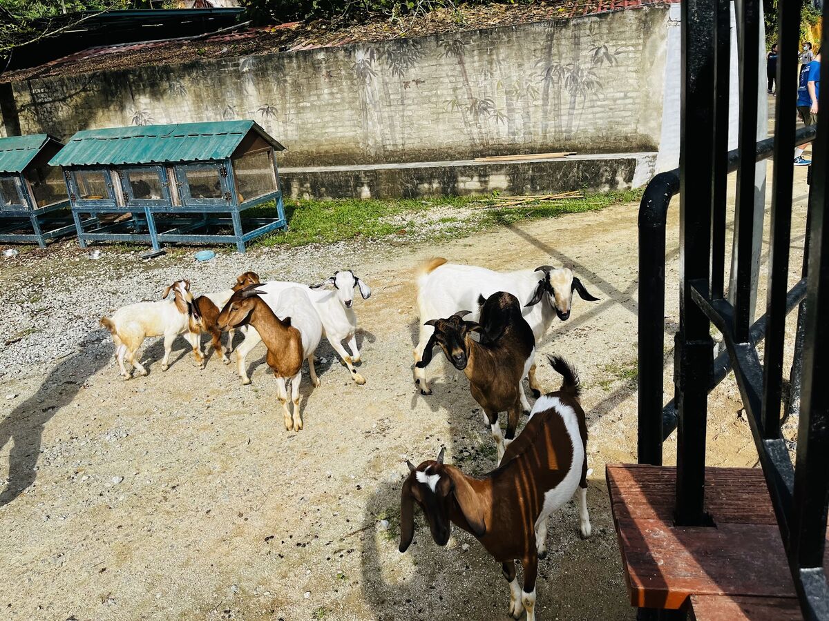 Goats at Mantin Forest Art Farmstay
