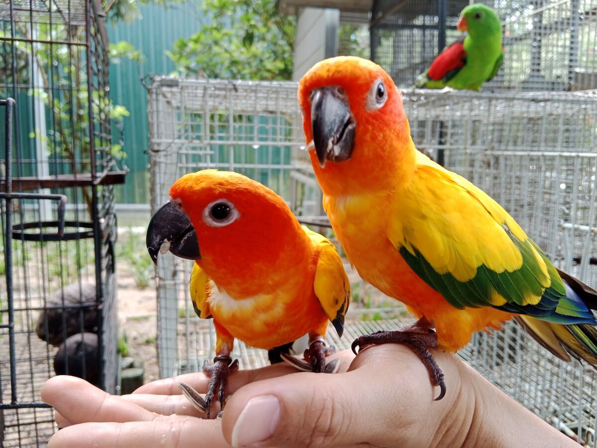 Sun Conure at Mantin Forest Art Farmstay