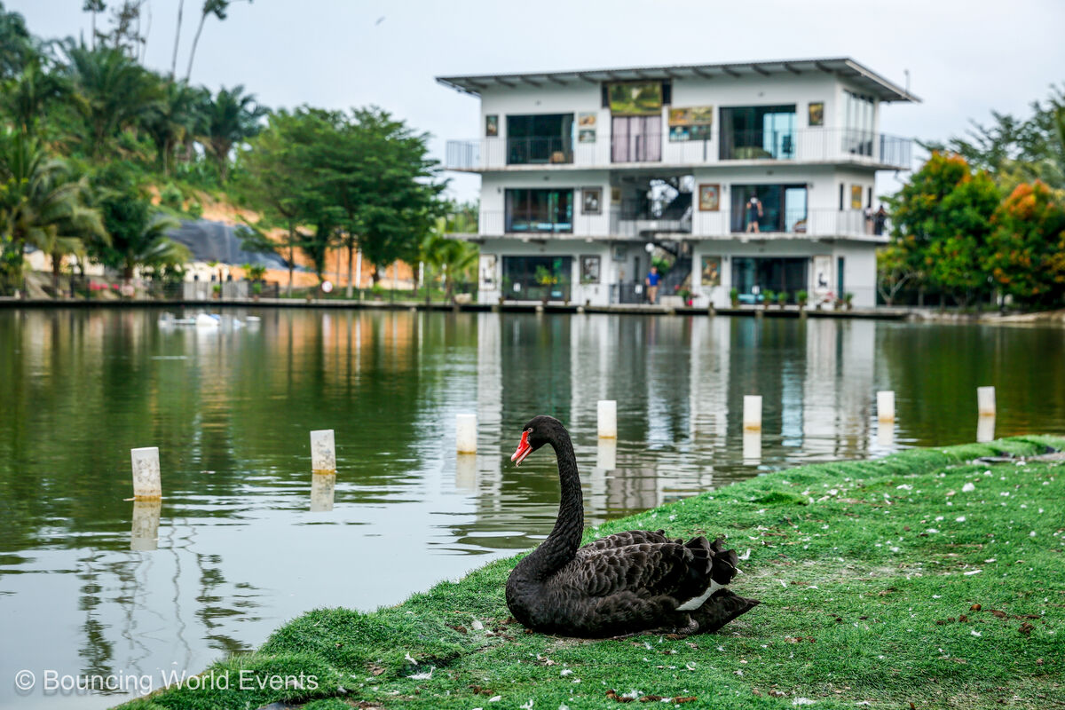 Black swan resting by Emerald Lake at Mantin Forest Art Farmstay