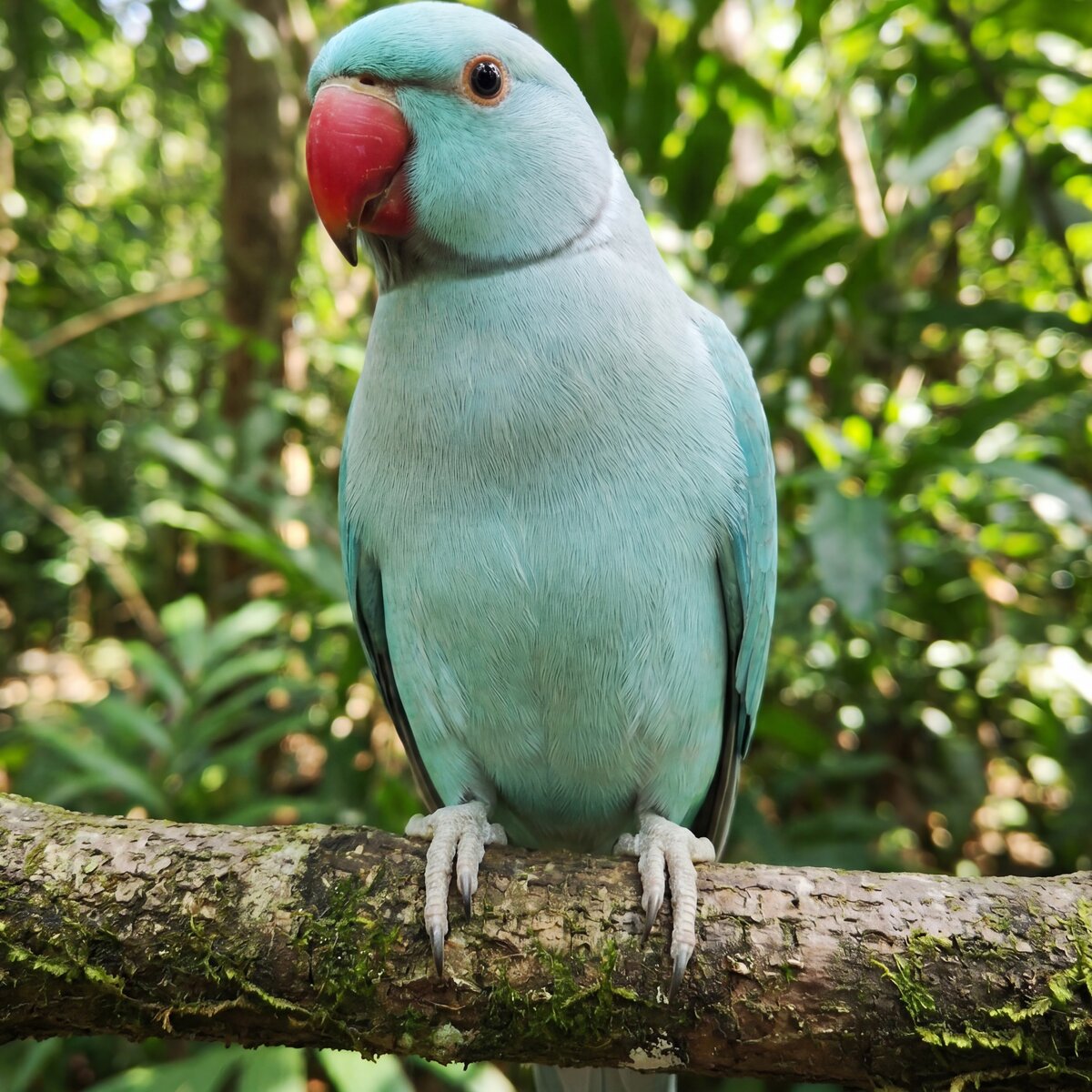 Blue Indian Ringneck at Mantin Forest Art Farmstay