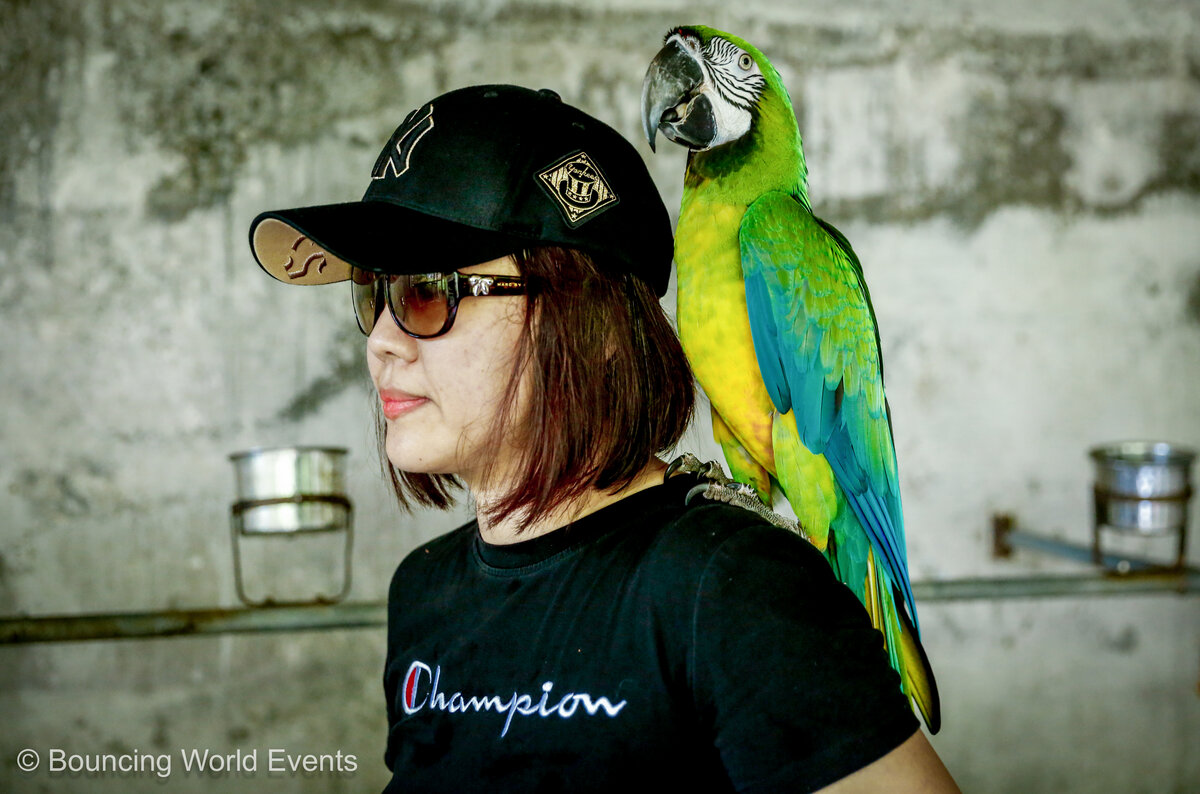 Green Macaw at Mantin Forest Art Farmstay