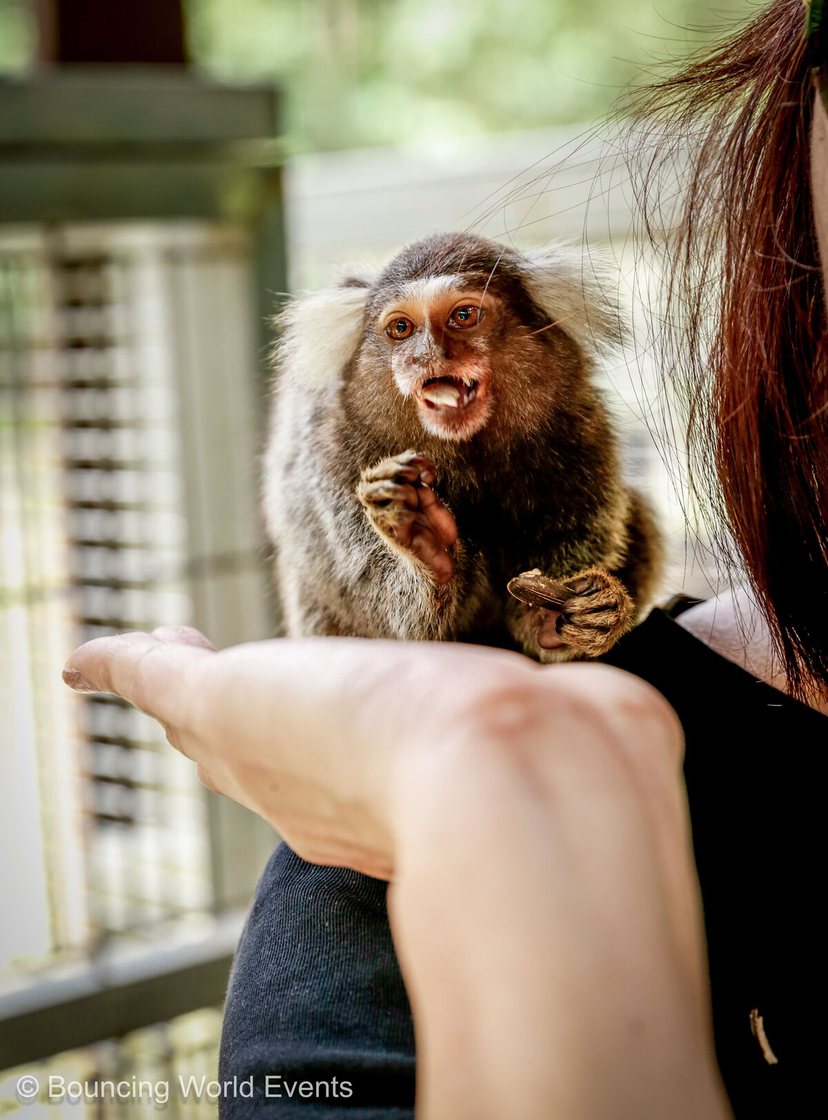 Marmosets at Mantin Forest Art Farmstay
