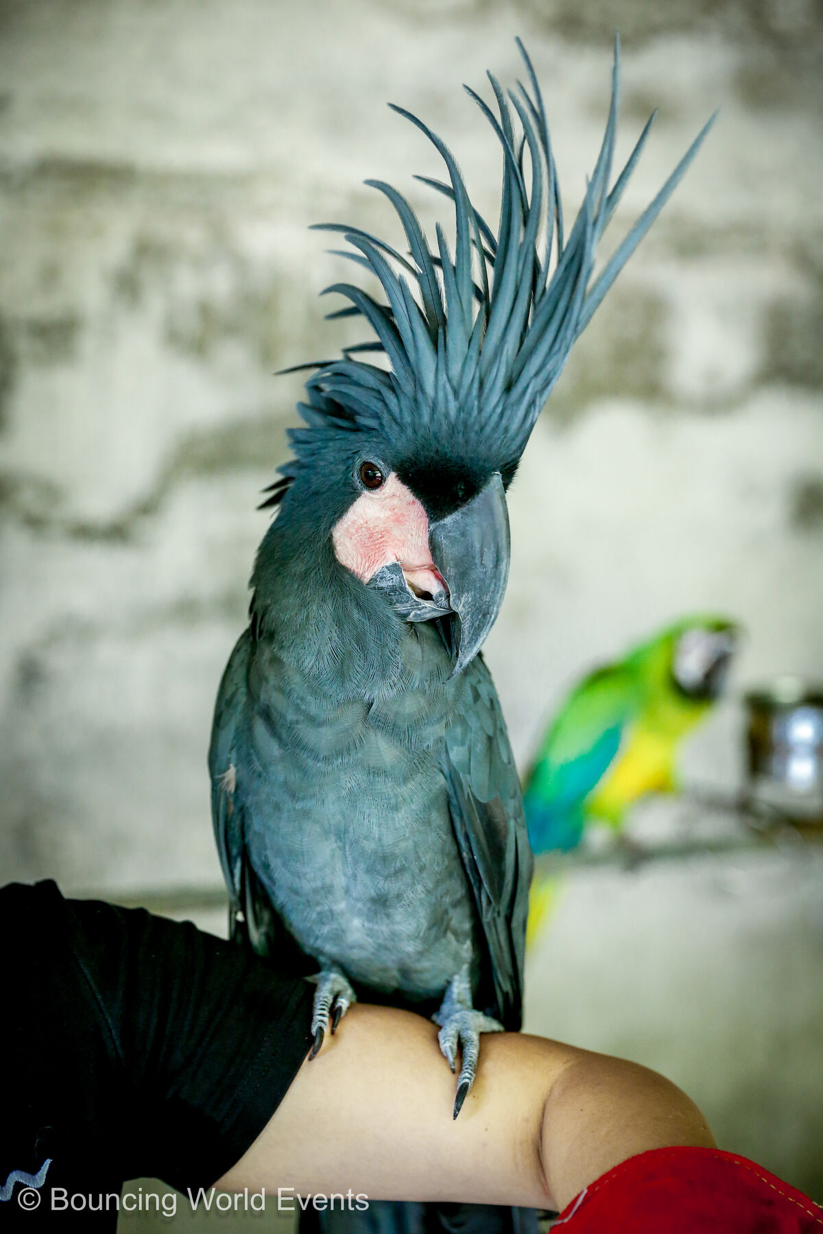 Palm Cockatoo at Mantin Forest Art Farmstay
