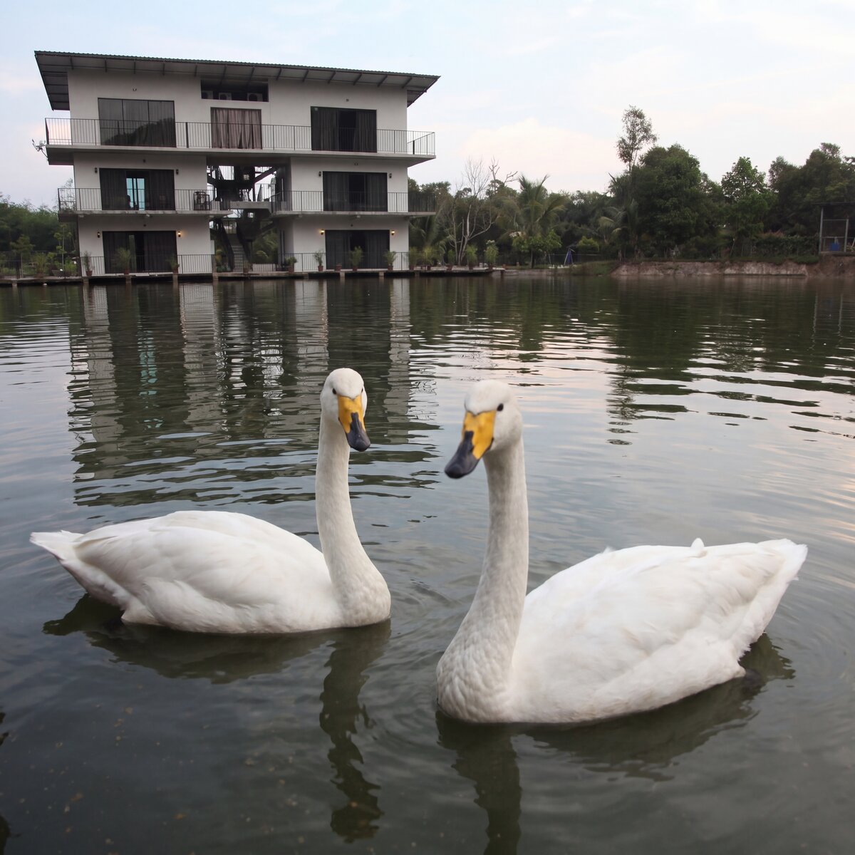 White Whooper Swan at Mantin Forest Art Farmstay