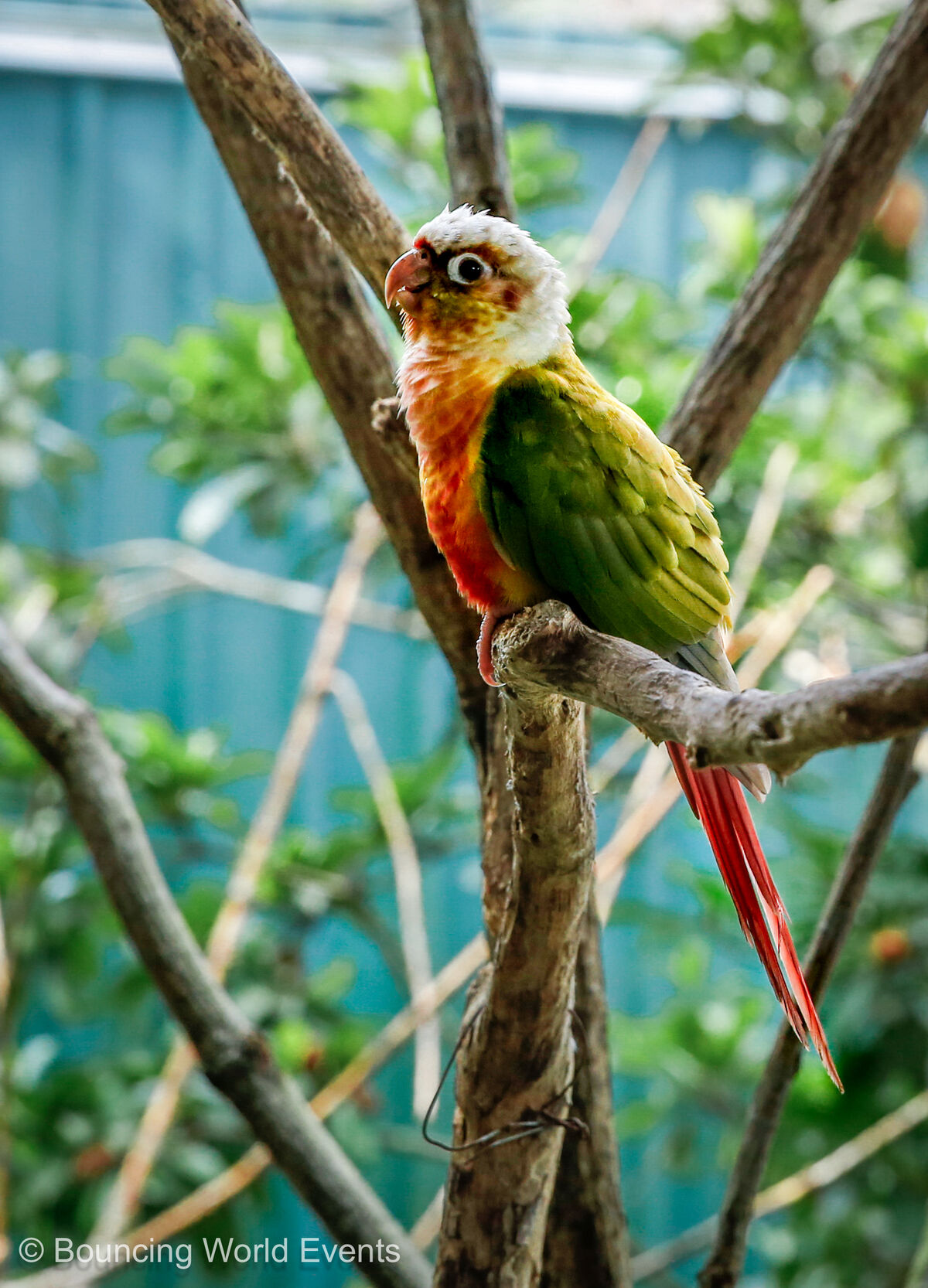 Green-Cheeked Conure at Mantin Forest Art Farmstay