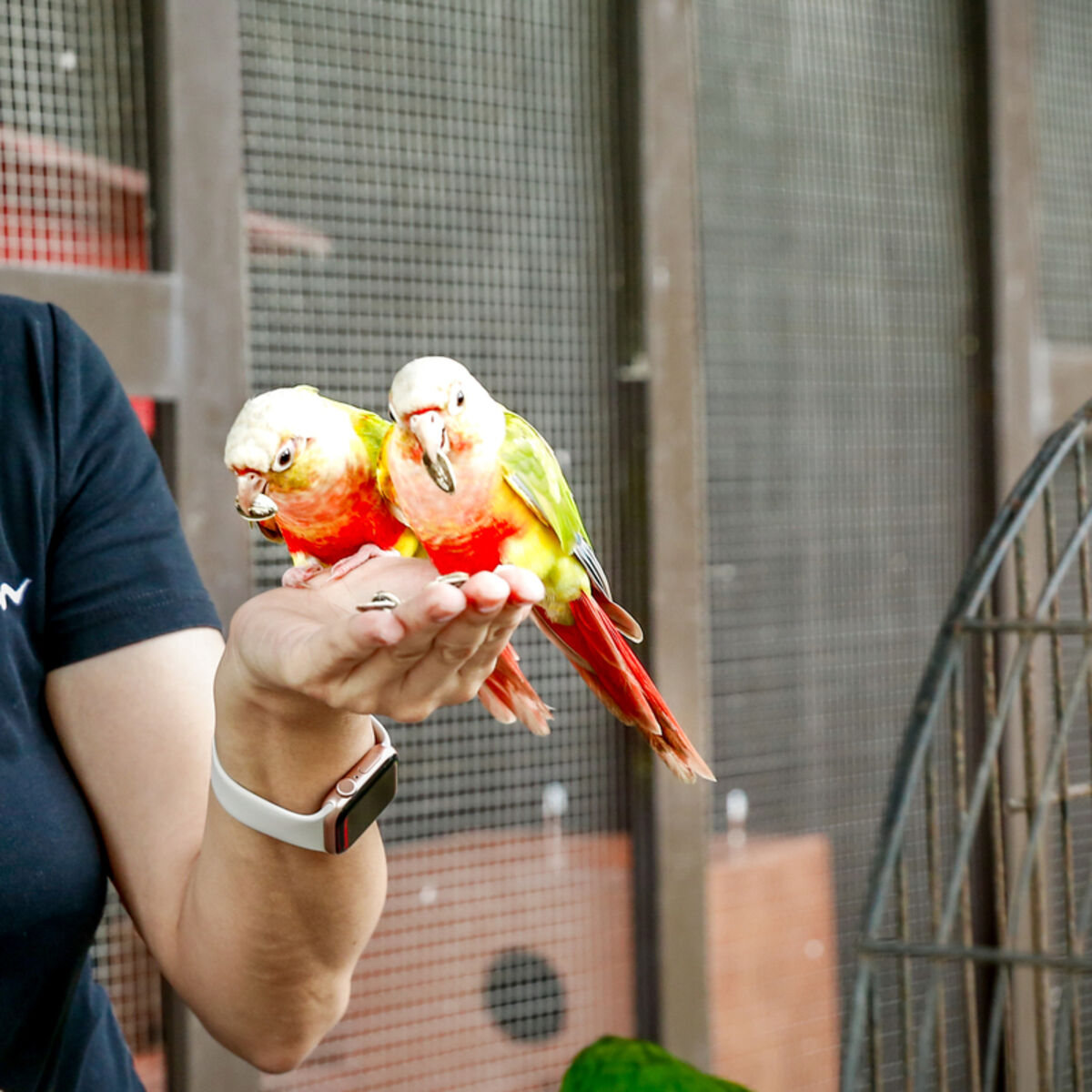 Ringneck Parakeet at Mantin Forest Art Farmstay